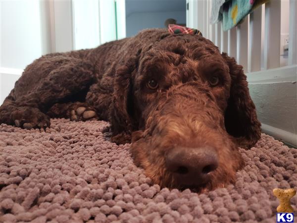 CedarValleyPoodle Picture 1